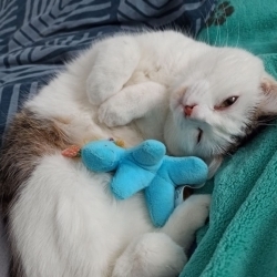 Rambo