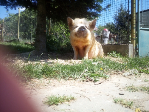 Pida