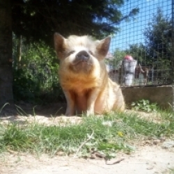 Pida