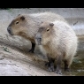 Kapybara