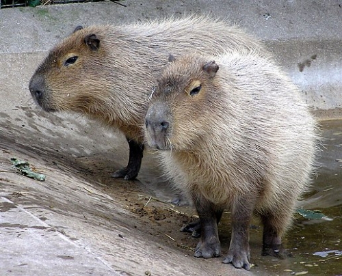 Kapybara