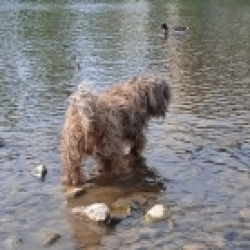 Samson