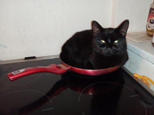 Belina