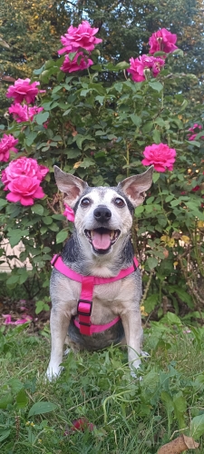 Mia