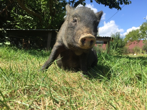 Pepina