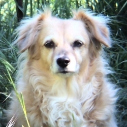 Rokytka
