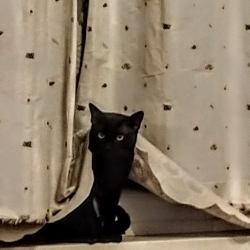 Pumik