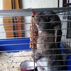 Jůlinka