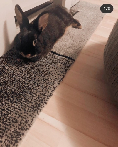 Čudla von Pussyhunter