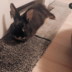 Čudla von Pussyhunter