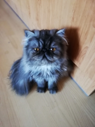 Cutie