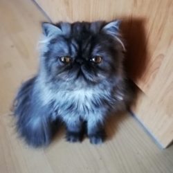 Cutie