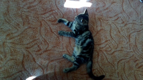 Bosse