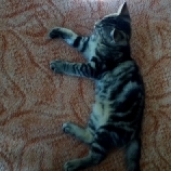 Bosse
