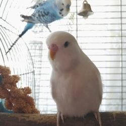 Mája