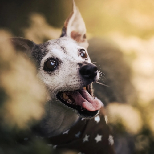 Mia_czech_dog